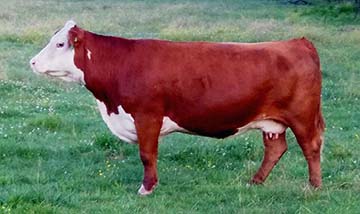BP CB Ms Chev 337B