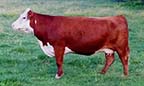 BP CB Ms Chev 337B