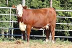 Innisfail 723 U208 4010 ET
