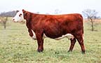 RHF 71I My Gem 8094F