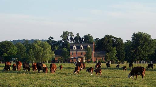 Stone Ridge Manor Farm To Table Beef
