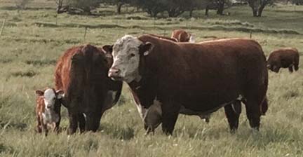 Stone Ridge Manor Farm To Table Beef